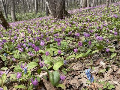 2021.4 北海道もようやく春～！…カタクリ・エゾエンゴサク咲く、妖精のすみかへ