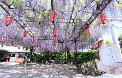 岡崎五万石藤の名所♪　徳王神社＆岡崎公園♪　豊田スタジアムのツツジ＆ヴェルデロッソのランチ♪