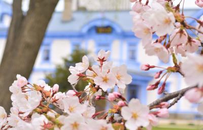 北海道にも春が来た－！2021年GW*晴れたらいいね*札幌さくら散歩.☆*