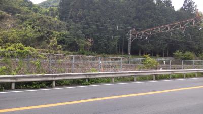 12-旧甲州街道 大月駅～笹子駅（4/28 13km 23000歩 ）