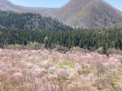 福島の桜・2日目～圧巻の桜峠・越代の桜へ