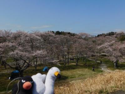 歴史ロマンと花鳥散歩【多賀城史跡】（６）！