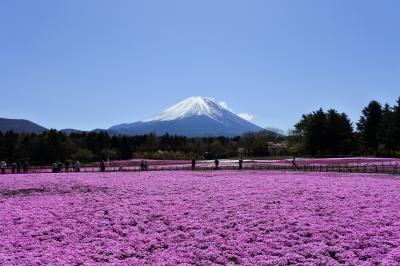 富士芝桜まつり～白尾山公園