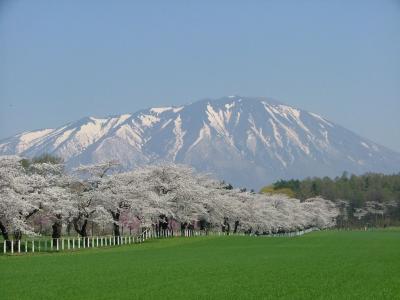 小岩井農場の桜と角館の桜