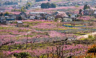 春真っ盛りの桃源郷 ～笛吹市の桃畑を散策～