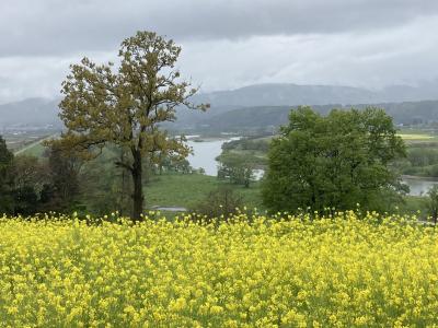 2021年04月　飯山市の菜の花公園に行ってきました。