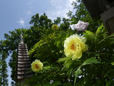 「恩林寺」のボタン_2021（2）_今年は花が少ないようです（群馬県・邑楽町）