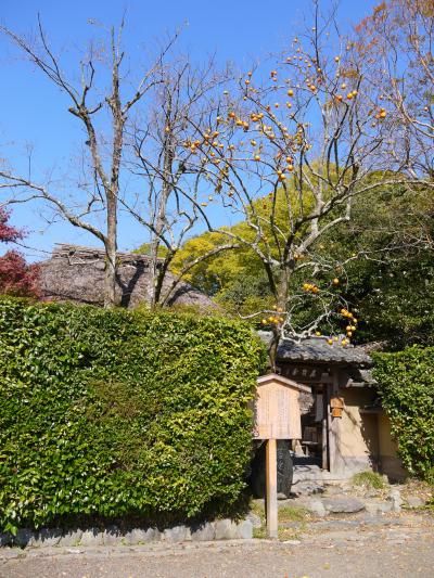 ただいま関西。さっそく秋の京都へ　「テーマは柿　落柿舎と栖園の琥珀流し（11月ver）」