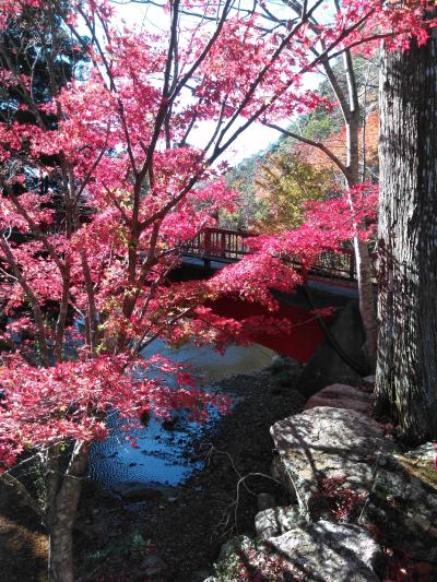 2020秋 GOTO県内、紅葉狩り ~奥三河、蒲郡~