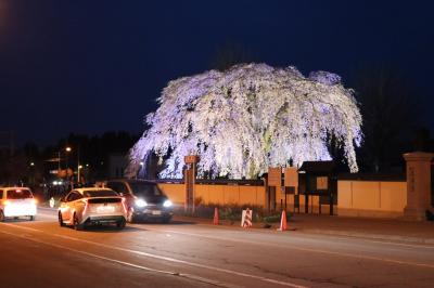 函館 桜巡り１日目