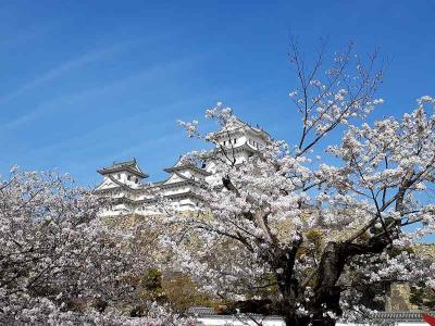 備前・倉敷・福山・山陽道　桜満開