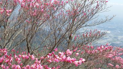 アカヤシオ　御在所岳