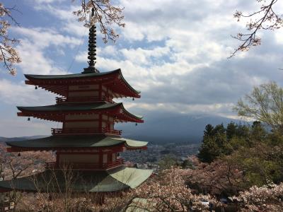 The 日本！的な桜と富士山！