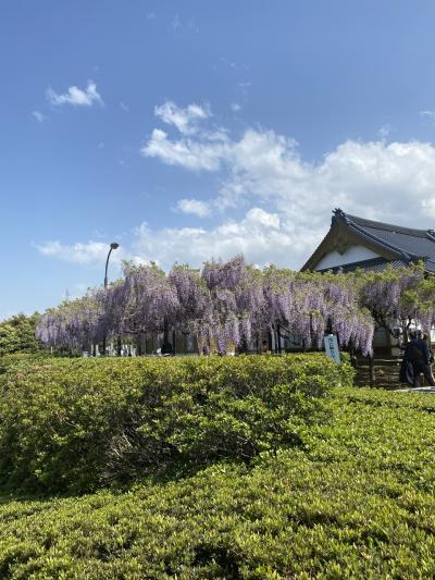 2021GWは花と緑に癒されて①住雲寺(ふじ寺）