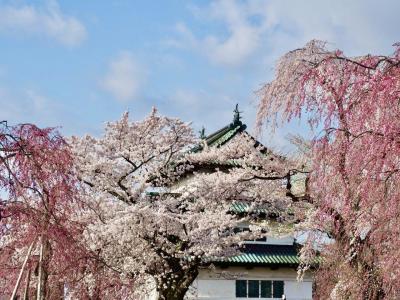 満開の桜と酸ヶ湯温泉