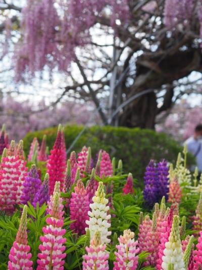 藤花見