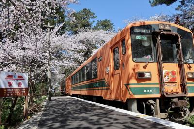 あおもりの春はやさしい。桜のトンネルを抜けたら味噌おでん～東北鉄旅③
