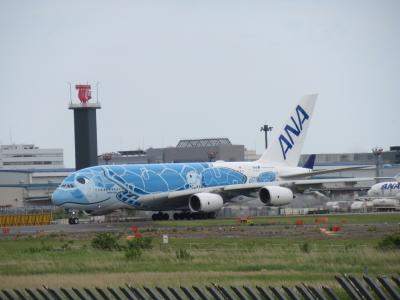 フライングホヌに逢いたくて　さくらの山公園