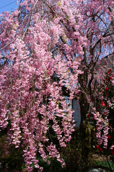 春の余韻を福地温泉にて