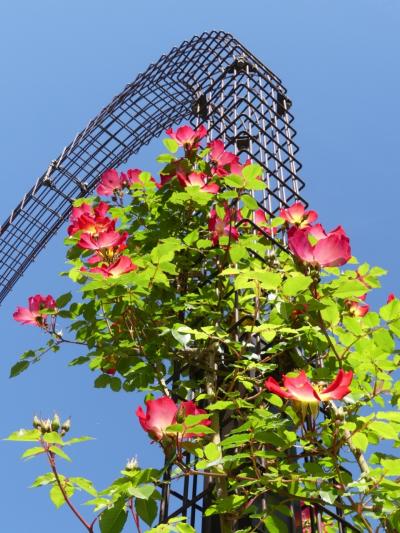 「玉村町北部公園」のバラ_2021_開花が進んでいて、見頃間近です。（群馬県・玉村町）