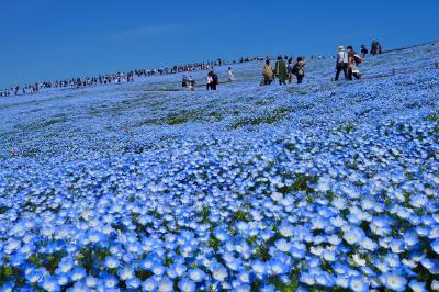 2021年春　青の絶景！丘と空がつながるネモフィラの国営ひたち海浜公園