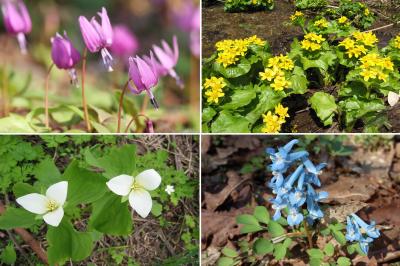 2021 北海道の遅い春　旭川市郊外に咲く野の花