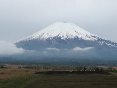 富士山でワラビ狩り