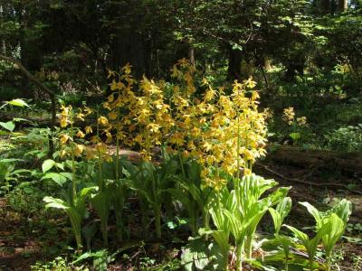 エビネランが見頃に  !  高天山草園