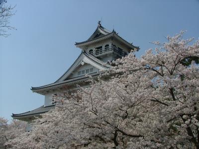 彦根城の桜、長浜城と豊公園の桜