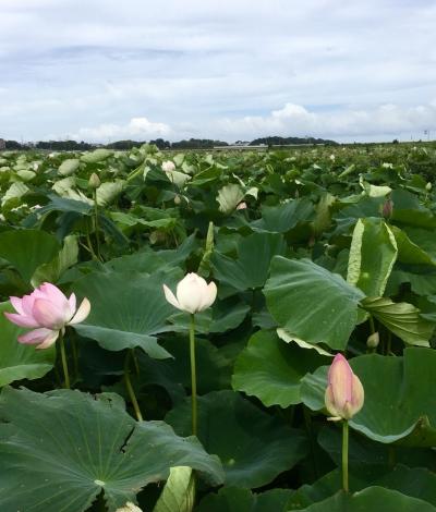 エアアジアの欠航でバリ島旅行が消えた！！土浦と東京あれこれ…('▽'ｒ