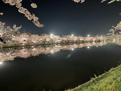 2021　桜旅　弘前さくらまつり　満開の桜　弘前城　弘前公園　リパージオ　ドーミーイン