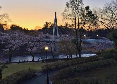 東京の奥座敷　青梅の桜を堪能　【簡保の宿　青梅】