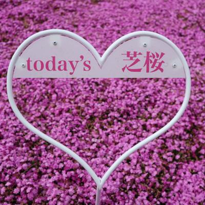 カラフルな富士山に会いたい☆①(*ﾟ▽ﾟ)ﾉ 河口湖のかわいいパン屋さん＆富士芝桜まつり