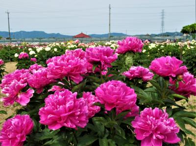 秩父鉄道沿線日帰り散歩①総集編　鉢形城・芍薬園・忍城・水城公園 ＆ 行田の御当地◯級グルメ