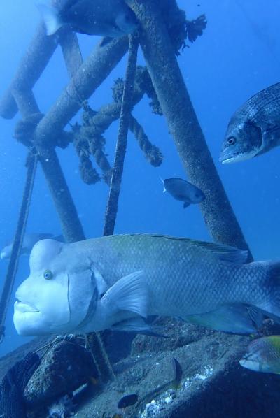 2020年11月　館山でダイビング