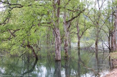 憧れの水没林&広大な菜の花畑