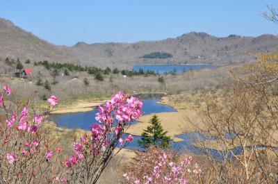 赤城山・鳥居峠のヤシオツツジ