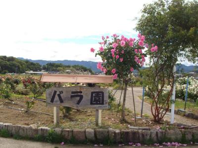 橿バラ園  !  橿原運動公園