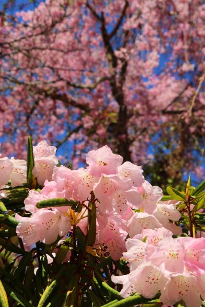 初めての大野寺のしだれ桜は・・・（西光寺・大野寺・談山神社）