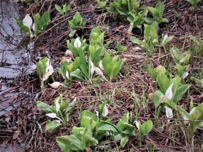 不要不急ですが！裏磐梯高原の檜原湖へ水芭蕉を探しに行きました。