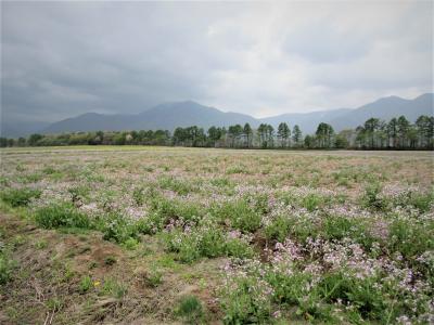 福島県猿楽台地の大根の花を見て養鱒公園の鱒フライを食べました。