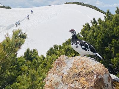 春の立山黒部アルペンルート☆雪の大谷メモリアルウォーク50th