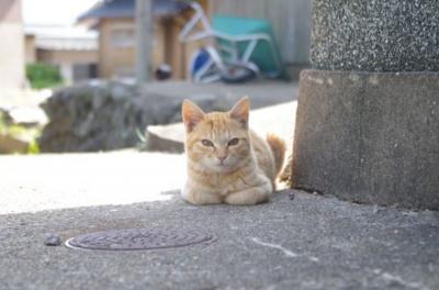 猫の島