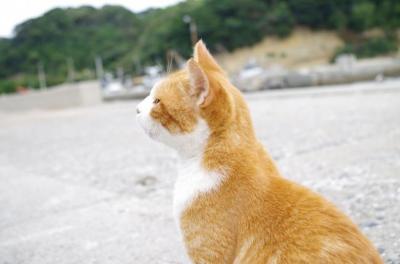 馬島の猫たち