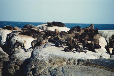 27年前、南アフリカに行きました。シールアイランド、アザラシ生息地の島船は大荒れでした。