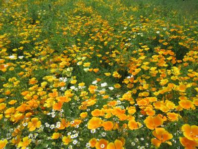 八ヶ岳はまだまだ早春でした・・・ミレーをじっくり鑑賞した山梨美術館と薔薇に癒された勝沼ハーブ庭園！