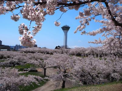 2021桜満開五稜郭