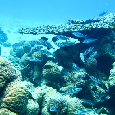 夏まで待てない！！やんばるの海と山を思いっきりプラプラする旅［国頭の海編］-2-