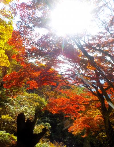 『錦秋の京都・”６年ぶりの紅葉狩り”と”ちょっと食べ歩き”＜京都食べ歩き紀行・その９＞』（’２０年：紅葉狩り・Part１）後編