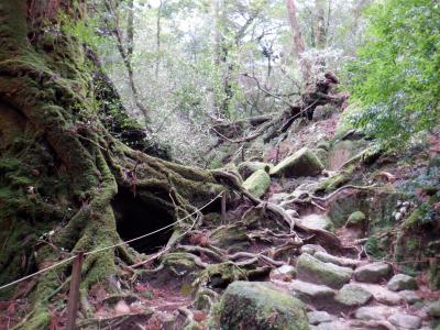 屋久島4日目　白谷雲水峡トレッキング☆もののけ姫の世界苔むす森・太鼓岩